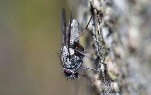 Réf. 356 952 : Phaonia fuscata